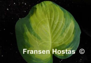 Hosta Galaxy Light