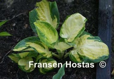 Hosta Galaxy Light