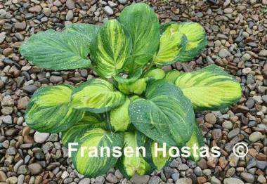 Hosta Galaxy