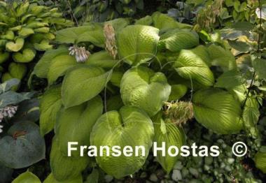 Hosta Garden Party
