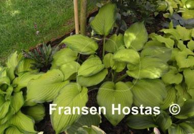 Hosta Garden Party