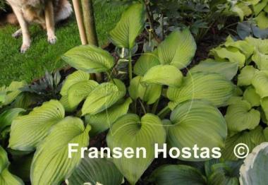Hosta Garden Party
