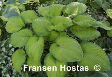 Hosta Garden Party