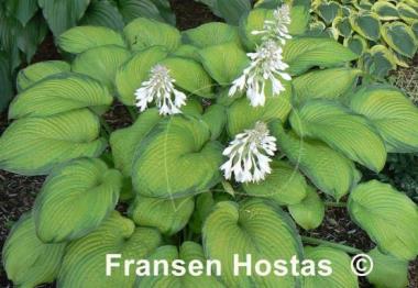 Hosta Garden Party