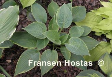Hosta Garden Treasure