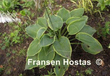 Hosta Garden Treasure