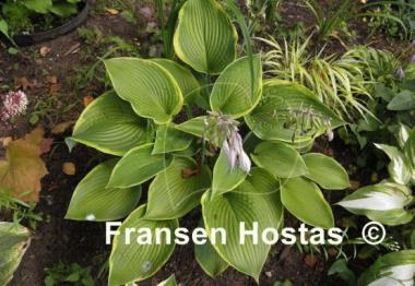 Hosta Garden Treasure