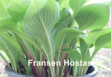 Hosta Garnet Prince