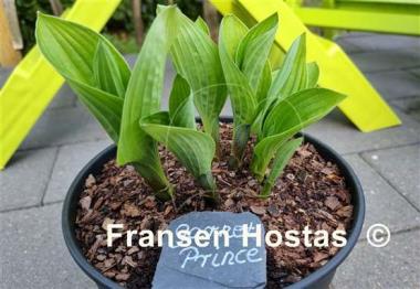 Hosta Garnet Prince