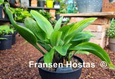 Hosta Garnet Prince