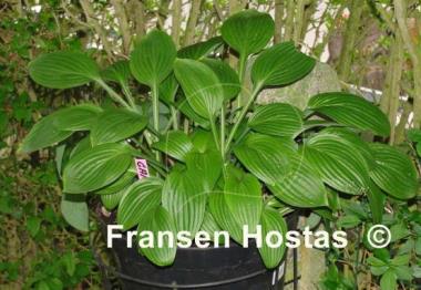 Hosta Garnet Prince