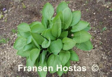 Hosta Garnet Prince