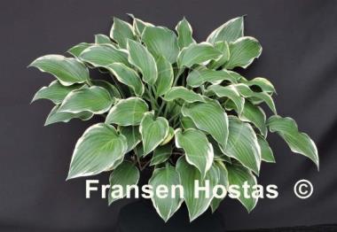 Hosta Gay Blade