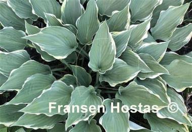 Hosta Gay Blade