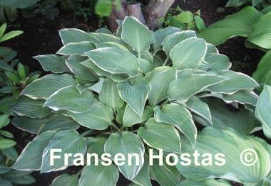 Hosta Gay Blade