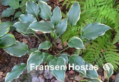 Hosta Gay Blade