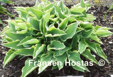 Hosta Gay Blade