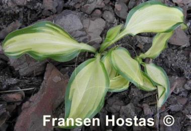 Hosta Gay Feather