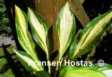 Hosta Gay Feather