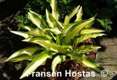 Hosta Gay Feather