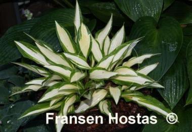 Hosta Gay Feather