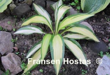 Hosta Gay Feather