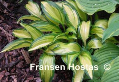 Hosta Gay Feather