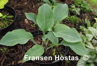 Hosta Gay Search