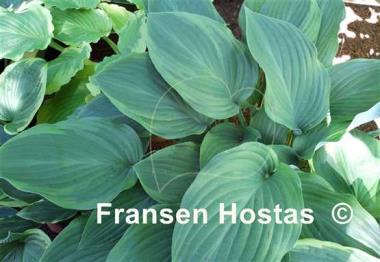 Hosta Gay Search