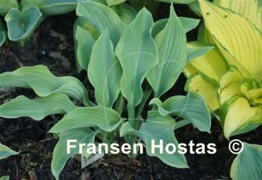 Hosta Gay Search
