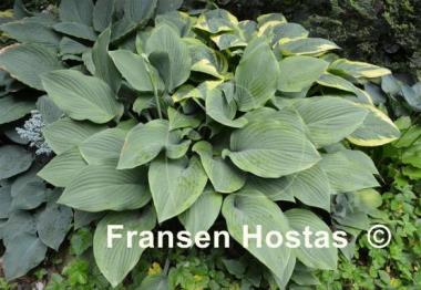 Hosta Gay Search
