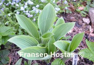 Hosta Gay Search