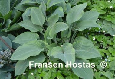 Hosta Gay Search