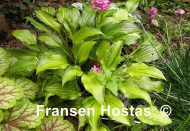 Hosta Geisha Limey Streaks