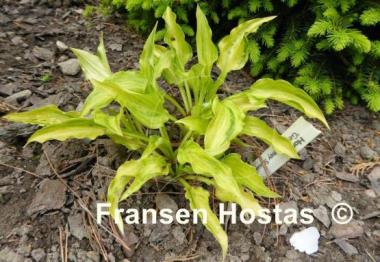 Hosta Geisha Limey Streaks