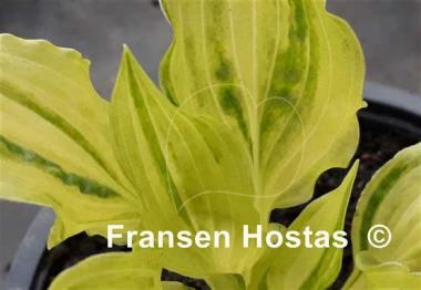 Hosta Geisha Limey Streaks