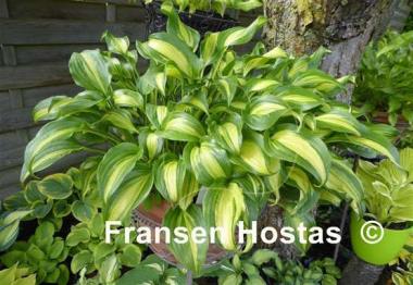 Hosta Geisha