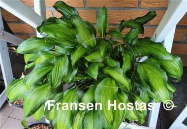 Hosta Geisha