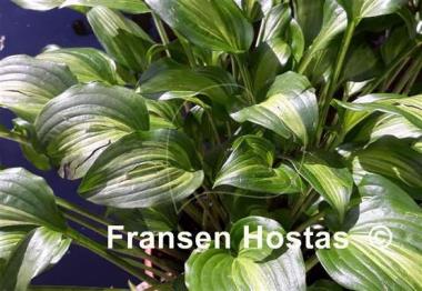 Hosta Geisha