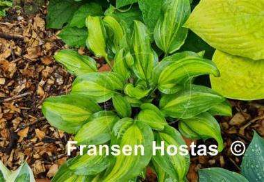 Hosta Geisha