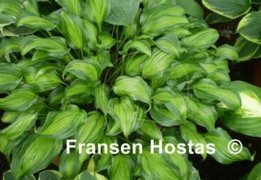 Hosta Geisha