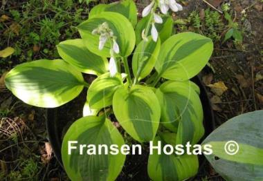 Hosta Gemini Moon