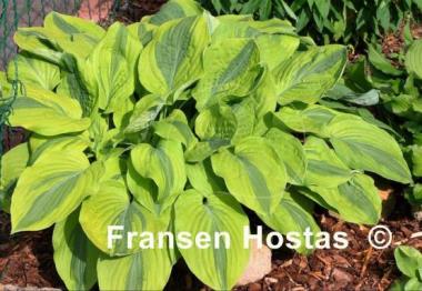 Hosta Gemini Moon