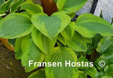 Hosta Gemini Moon