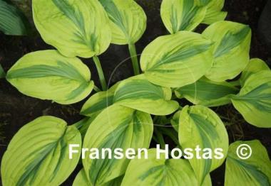 Hosta Gemini Moon