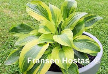 Hosta Gemini Moon