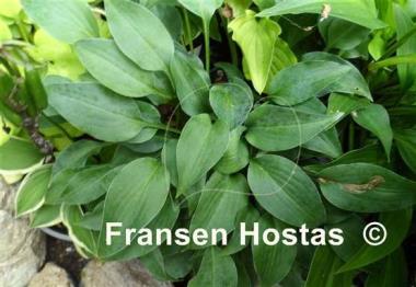 Hosta Gemstone