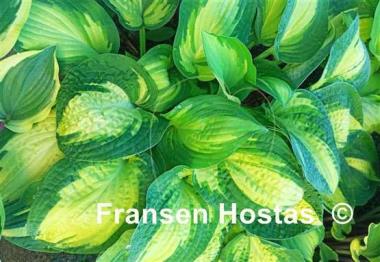 Hosta Gene's Joy Unstable