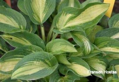 Hosta Gene's Joy