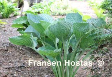 Hosta Gentle Giant